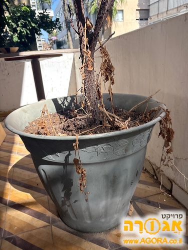 עציץ ענק