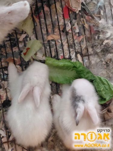 גורי ארנבונים