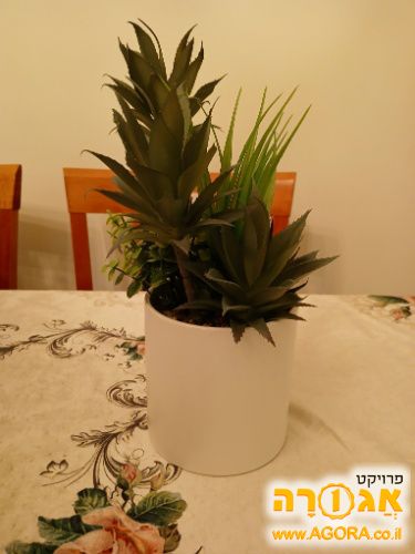 עציץ