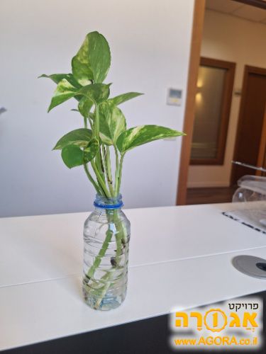 ייחור