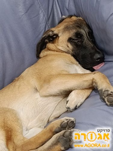 כלב מלינואה