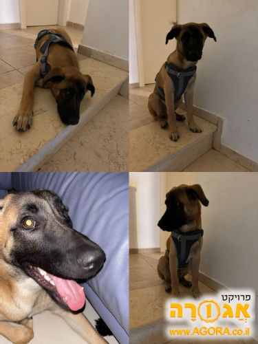 כלב