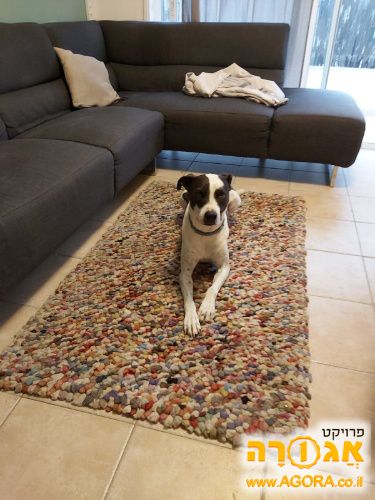 שטיח שאגי