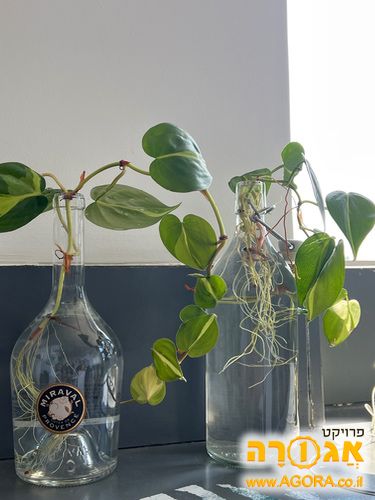 ייחורים