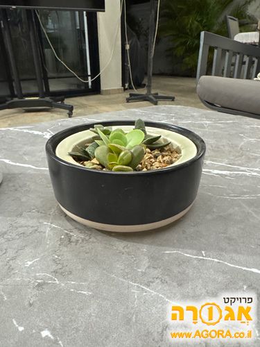 עציץ קקטוס