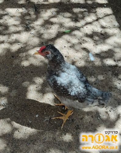 תרנגול זכר