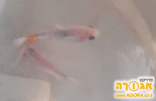 דגי נוי