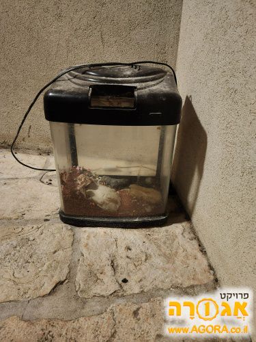 אקוריום