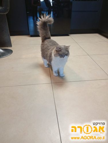 חתולה סקוטית