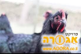 תרנגול