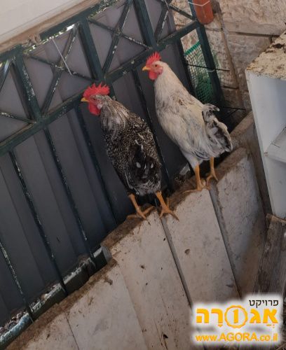 תרנגול