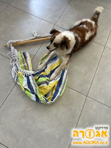 ערסל בד לתליה