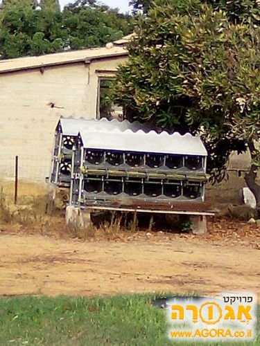 כלוב פתוח לתרנגלות