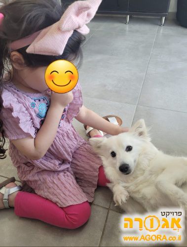 שפיץ יפני