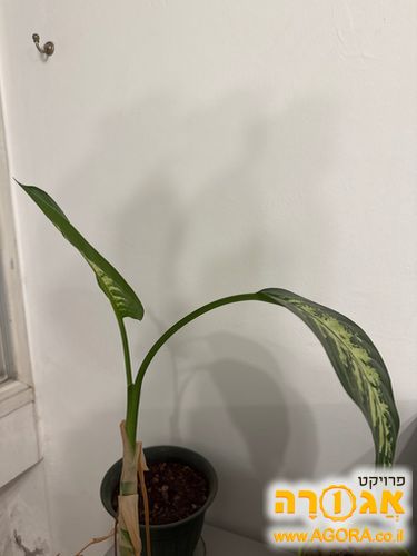עציץ