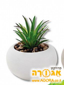 עציץ נוי
