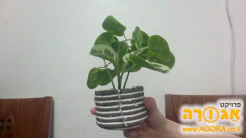 עציץ