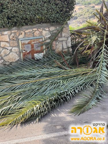 ענפי דקל