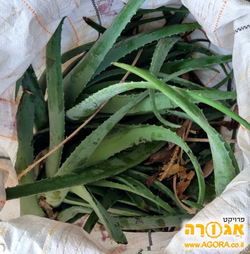 יחור סוקולנט "אלוי עצי"
