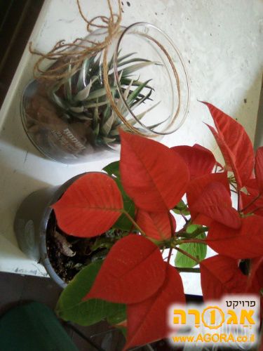 2 עציצים