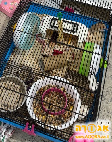 אוגרים סיבירים + כלוב