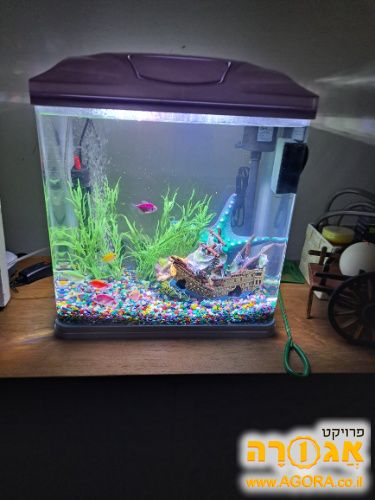 אקווריום