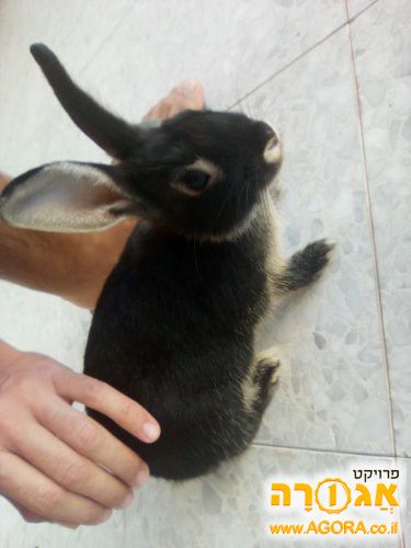 ארנבת