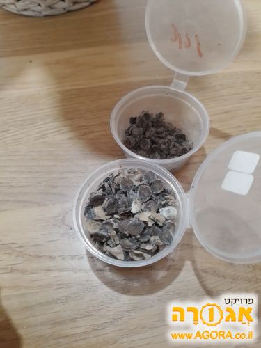 זרעי חטמית