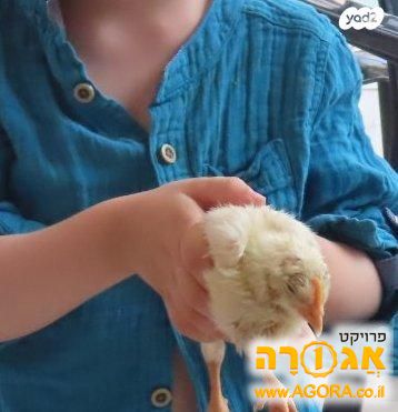 פרגיות תרנגולו אפרוחים