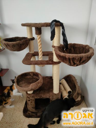 עץ חתולים ענק