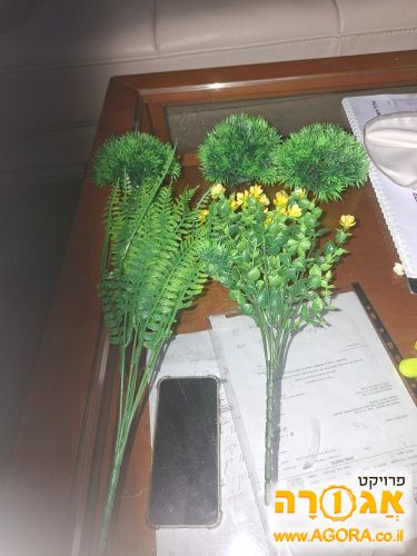 צמחים דמויים לאקווריום