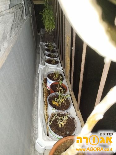 עציצי עגבניות שרי וסוקולנטים