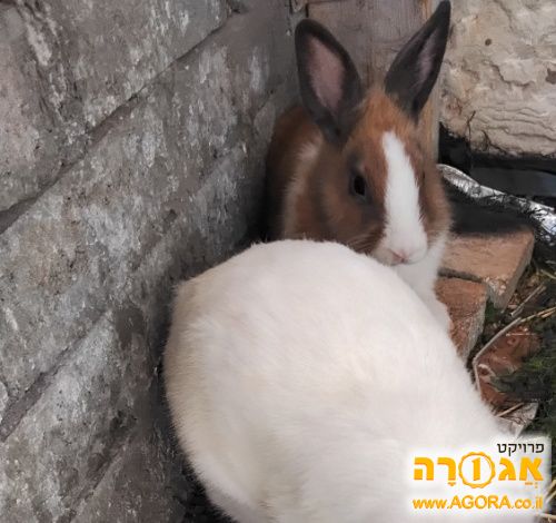 ארנבות