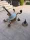 מנורה