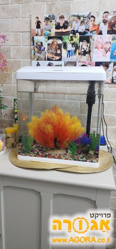 אקווריום פעיל דג זהב אחד
