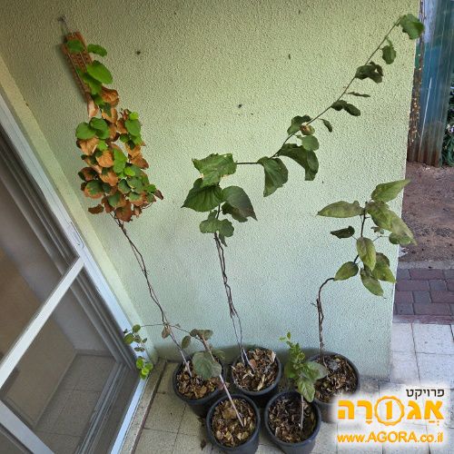 שתילים של חבוש "צהוב יווני גדול" יפים