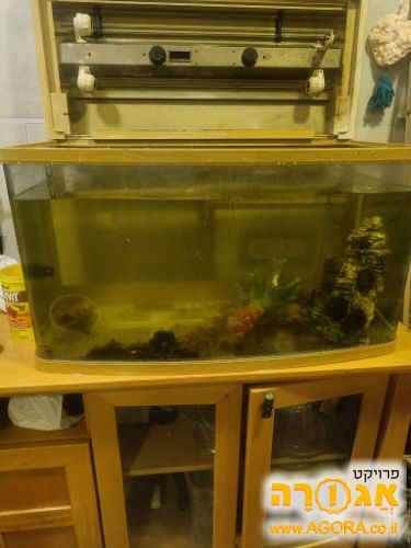 אקווריום