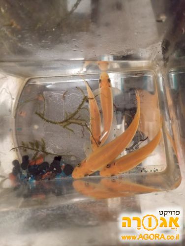 דגים