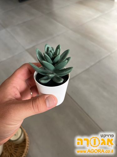 עציץ קטן