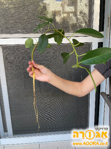 פיקוס צעיר