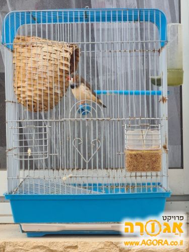 ציפור פינקי