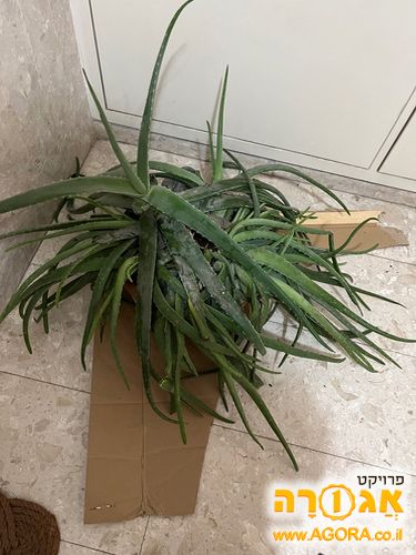 עציץ אלוורה