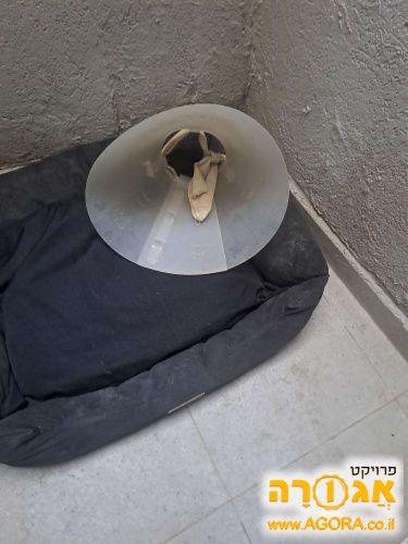 מגן ראש לכלבים