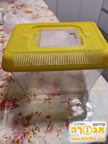 אקווריום קטן