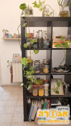 צמח נוי - פוטוס