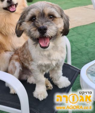 כלב שיצו