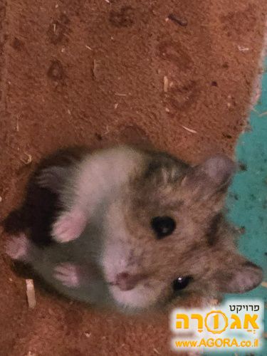 אוגר