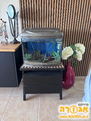 אקווריום וארונית