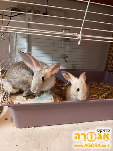 ארנבות