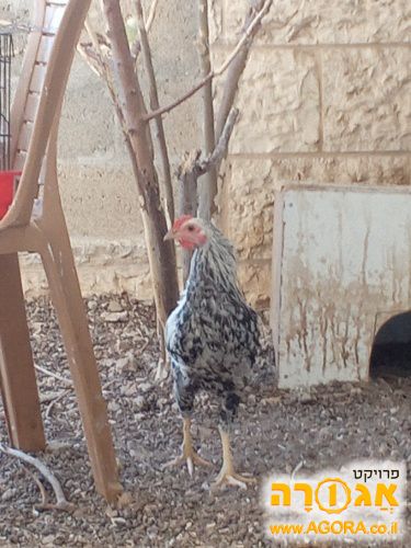 תרנגול